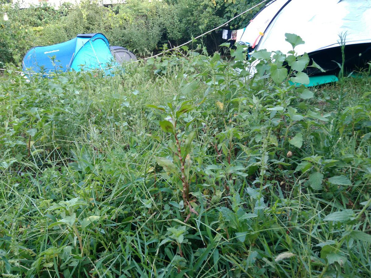 Camping Late Gjirokastër Exteriör bild